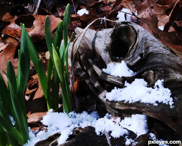 Snow, Sun, Flowers