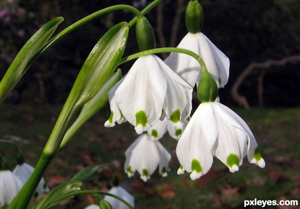 Spring Snowflake