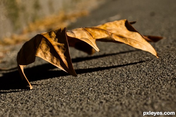 The Leaf "Claw"