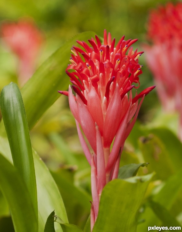 bromelia