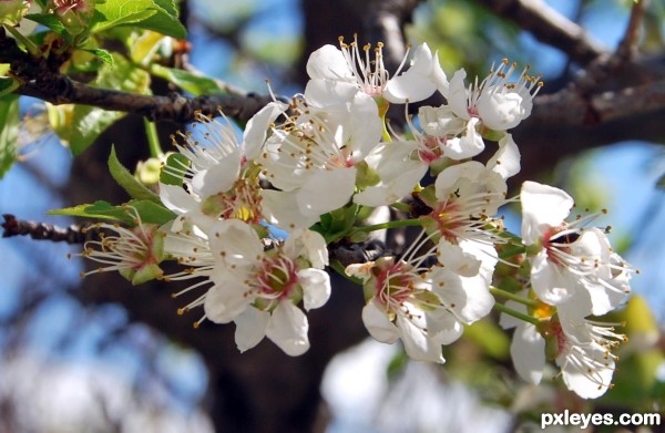 flowering almond tree