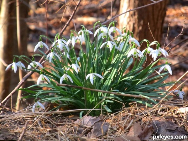 flowers are growing[: