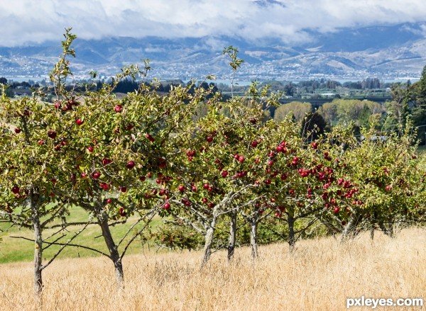 ripening apples