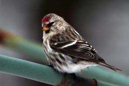 Common Redpoll