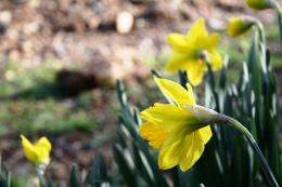 Quintessential Spring Flower