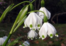 Spring Snowflake