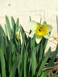 beautiful daffodil