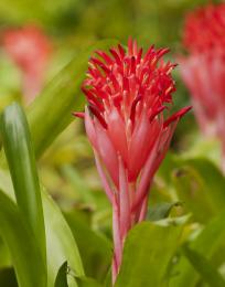 bromelia