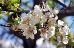 flowering almond tree