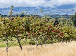 ripening apples