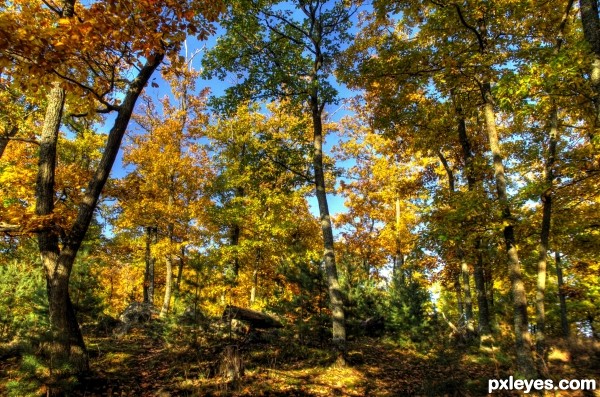 Autumn forest