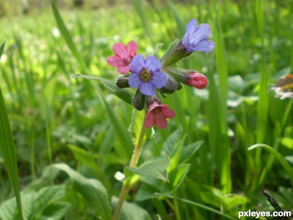 Flower from forest