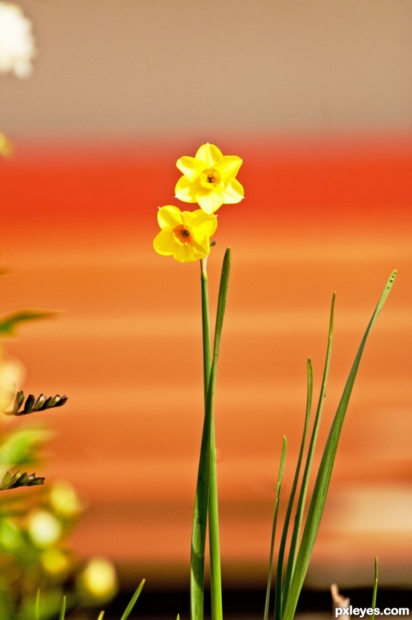 Garden Flowers