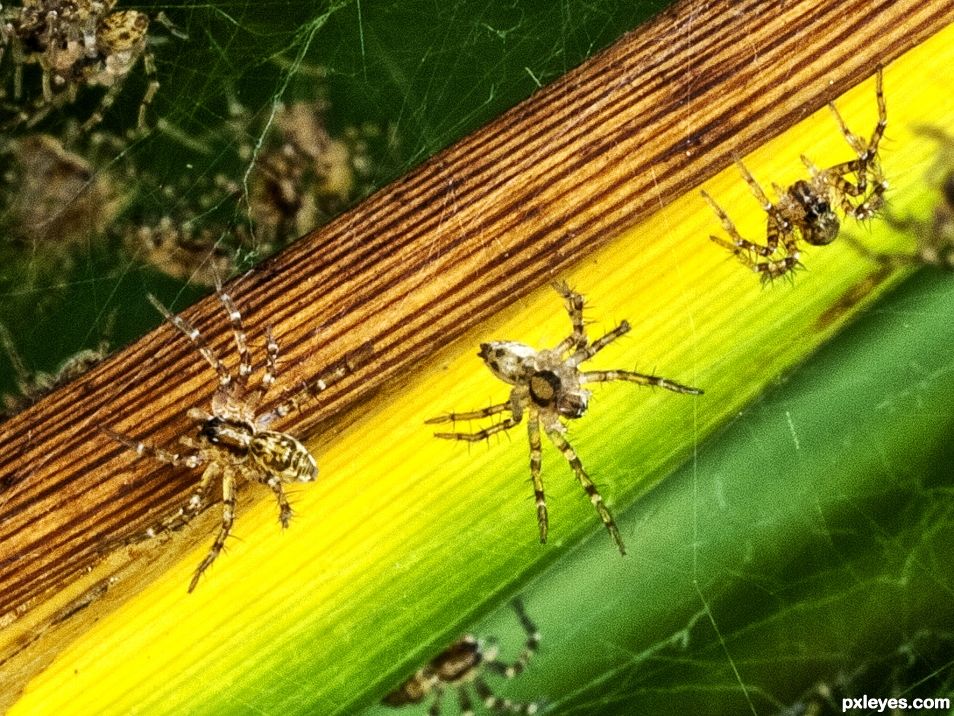 Baby spiders