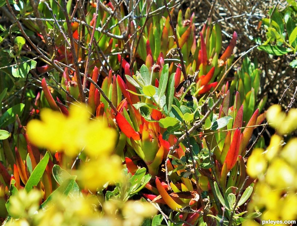 Ice Plant