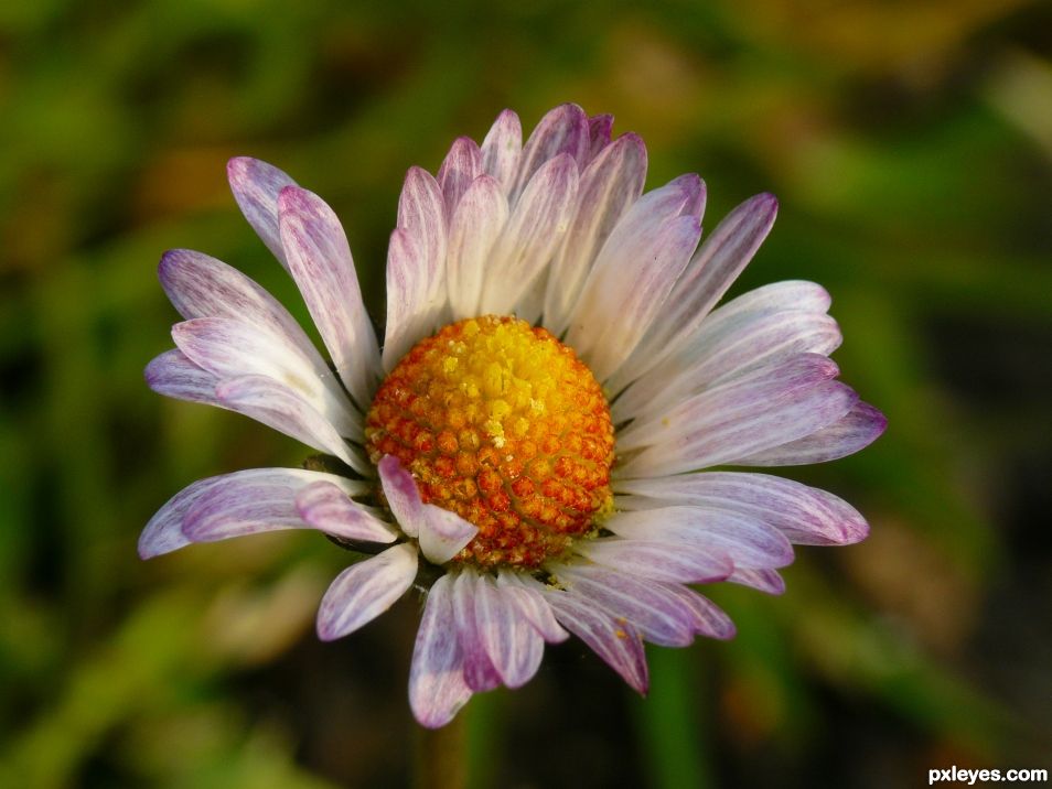 Colorful daisy