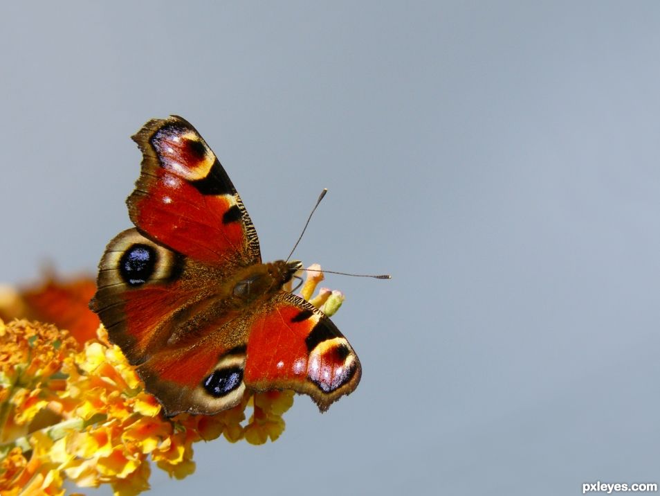 Peacock butterfly