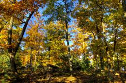 Autumn forest