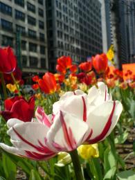 Chicago Spring Picture
