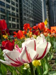 ChicagoSpring