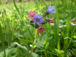 Flower from forest