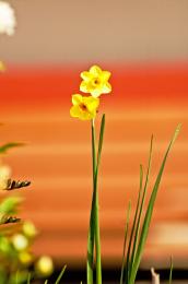 Garden Flowers