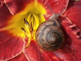 Snail on Lily