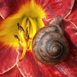 SnailonLily