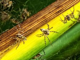 Baby spiders