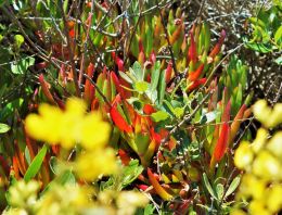 Ice Plant