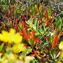 IcePlant