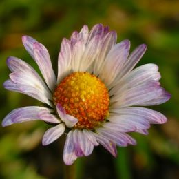 Colorfuldaisy