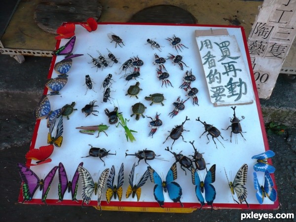 Fake insects! Dont be scared