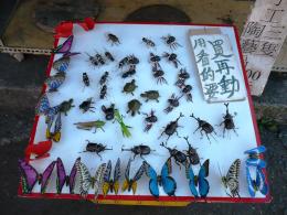 Fake insects! Dont be scared