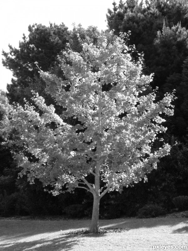 Creation of Treed: Step 1