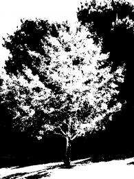 Treed