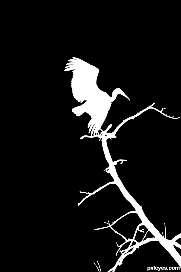 Bird Silhouette 