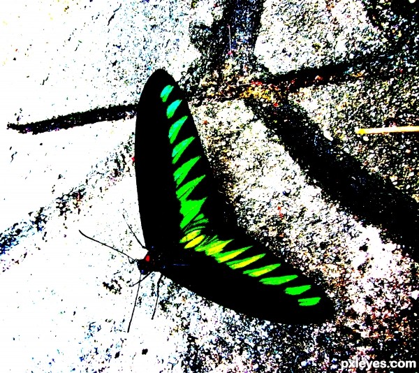 Green Wings