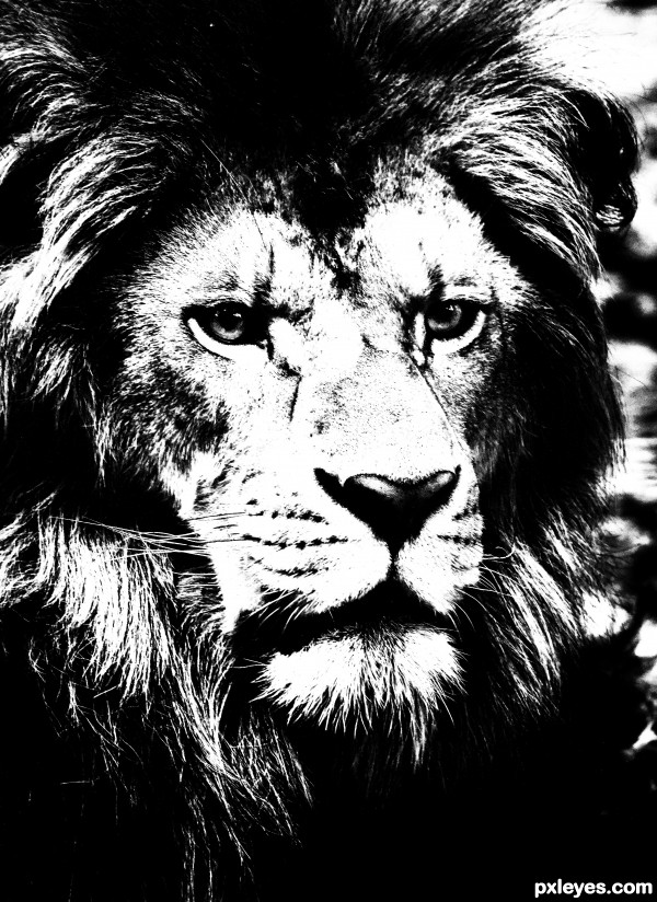 Lion photoshop picture