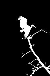 Bird Silhouette 