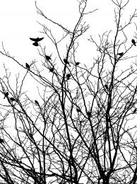 BlackBirds