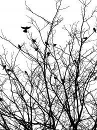 Black Birds