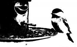 Chickadee