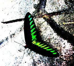 Green Wings