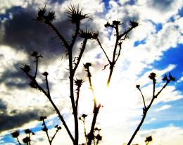 Strange Skies