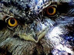 TawnyFrogmouth