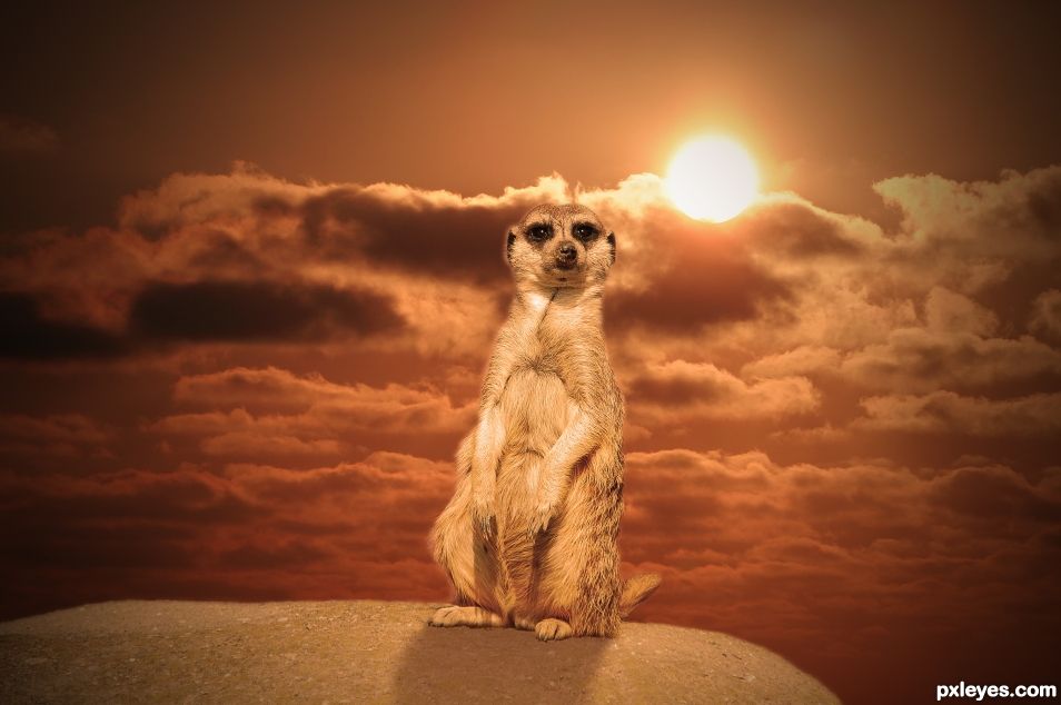 Meerkat with Undergoing Sun