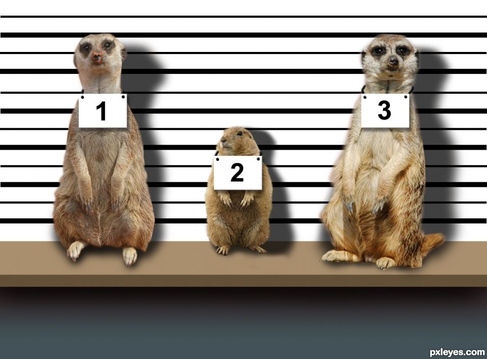  Suspects Line Up