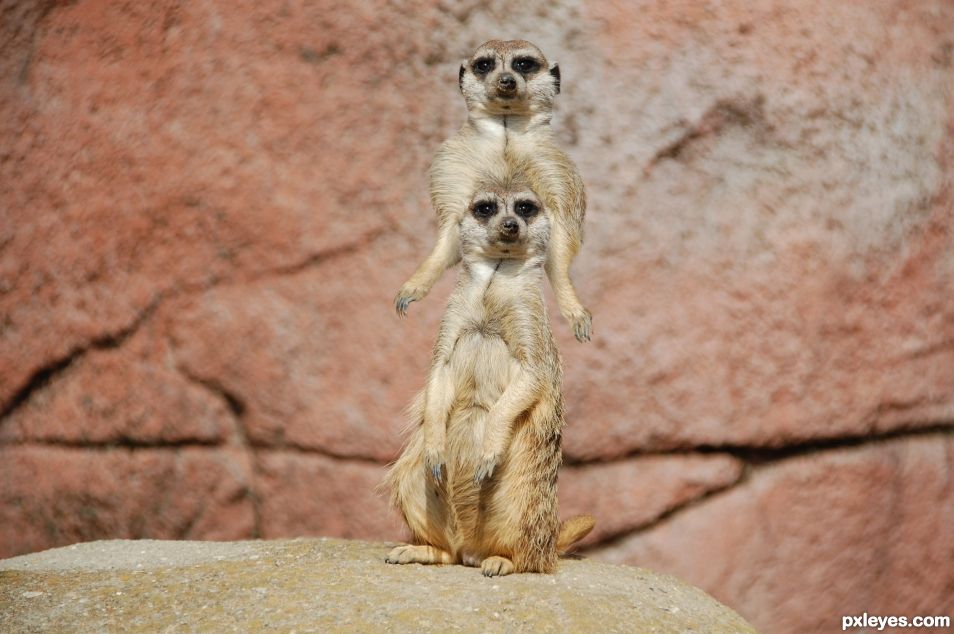 The new hairstyle of Miss Meerkat