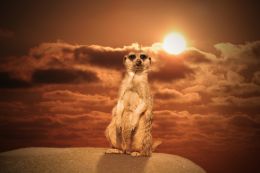 Meerkat with Undergoing Sun